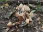 Kerti tintagomba (Coprinellus micaceus), Budai-hegység